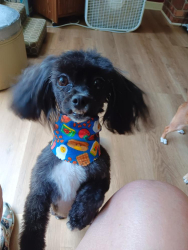 Lost Female Dog last seen Hey 93, Central, SC 29630