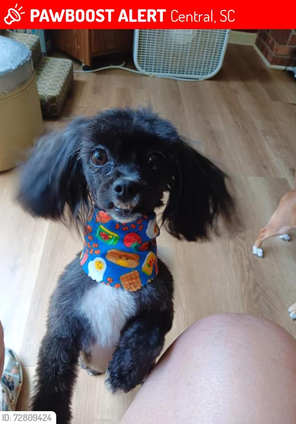 Lost Female Dog last seen Hey 93, Central, SC 29630