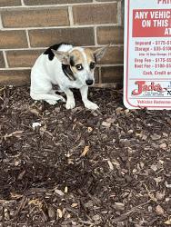 Found/Stray Male Cat last seen Lineburger Park, Gastonia, NC 28052