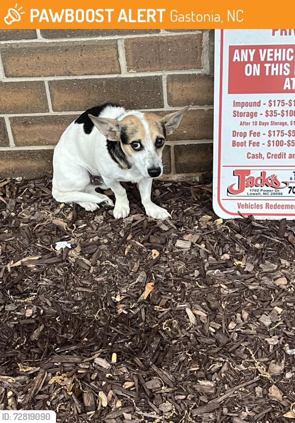 Found/Stray Male Cat last seen Lineburger Park, Gastonia, NC 28052