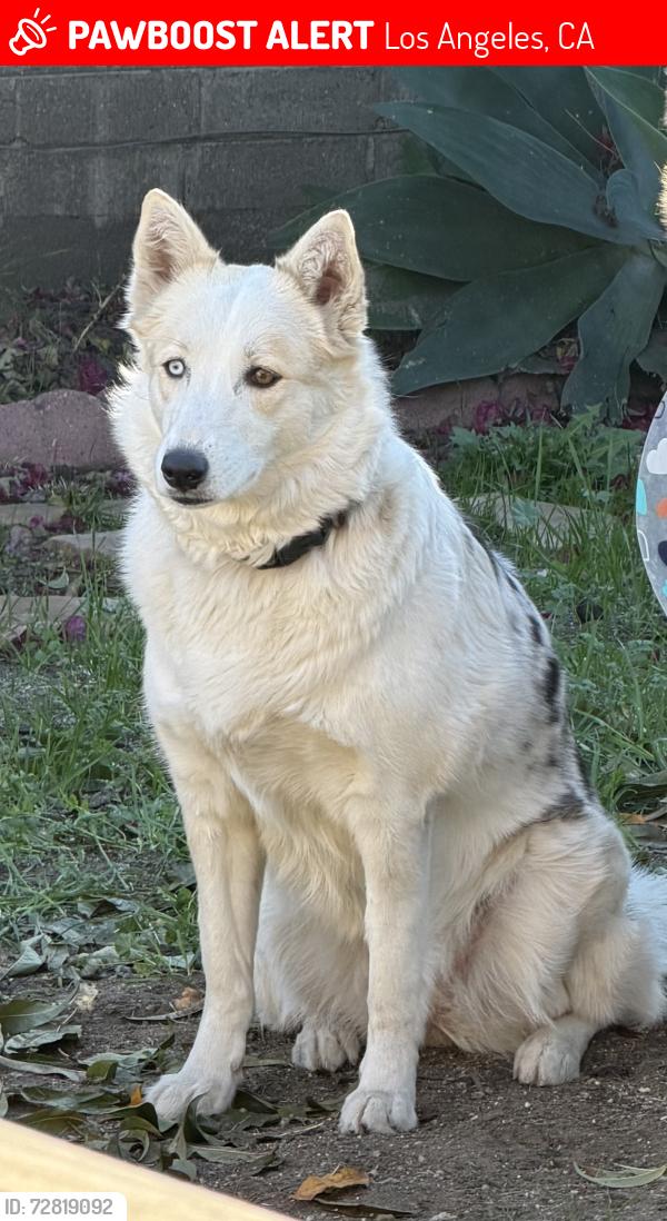 Lost Female Dog last seen Chase Park, Los Angeles, CA 91402