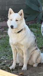 Lost Female Dog last seen Chase Park, Los Angeles, CA 91402