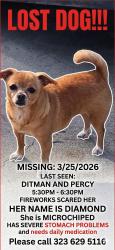 Lost Female Dog last seen Indiana and whitter blvd, Los Angeles, CA 90023
