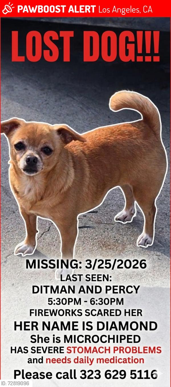Lost Female Dog last seen Indiana and whitter blvd, Los Angeles, CA 90023