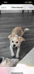 Lost Male Dog last seen Near Montopolis Dr, Austin, TX 78744
