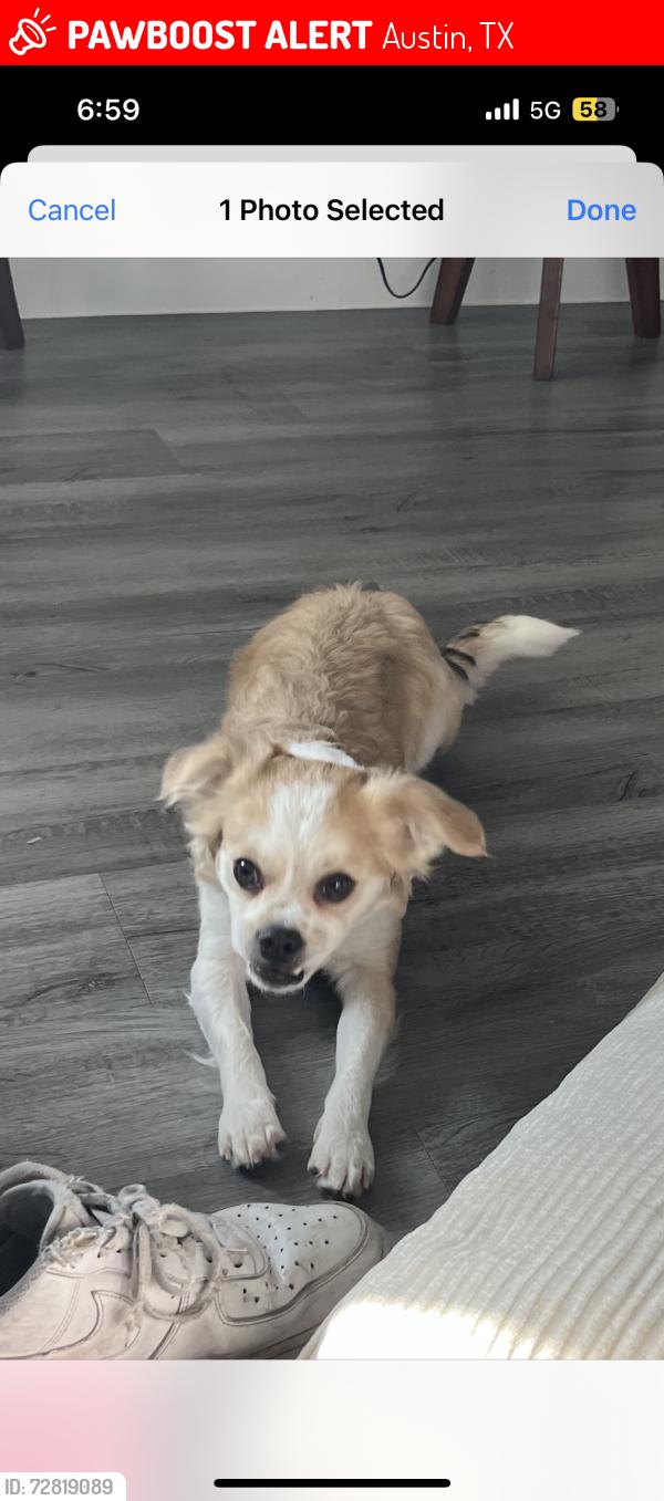 Lost Male Dog last seen Near Montopolis Dr, Austin, TX 78744