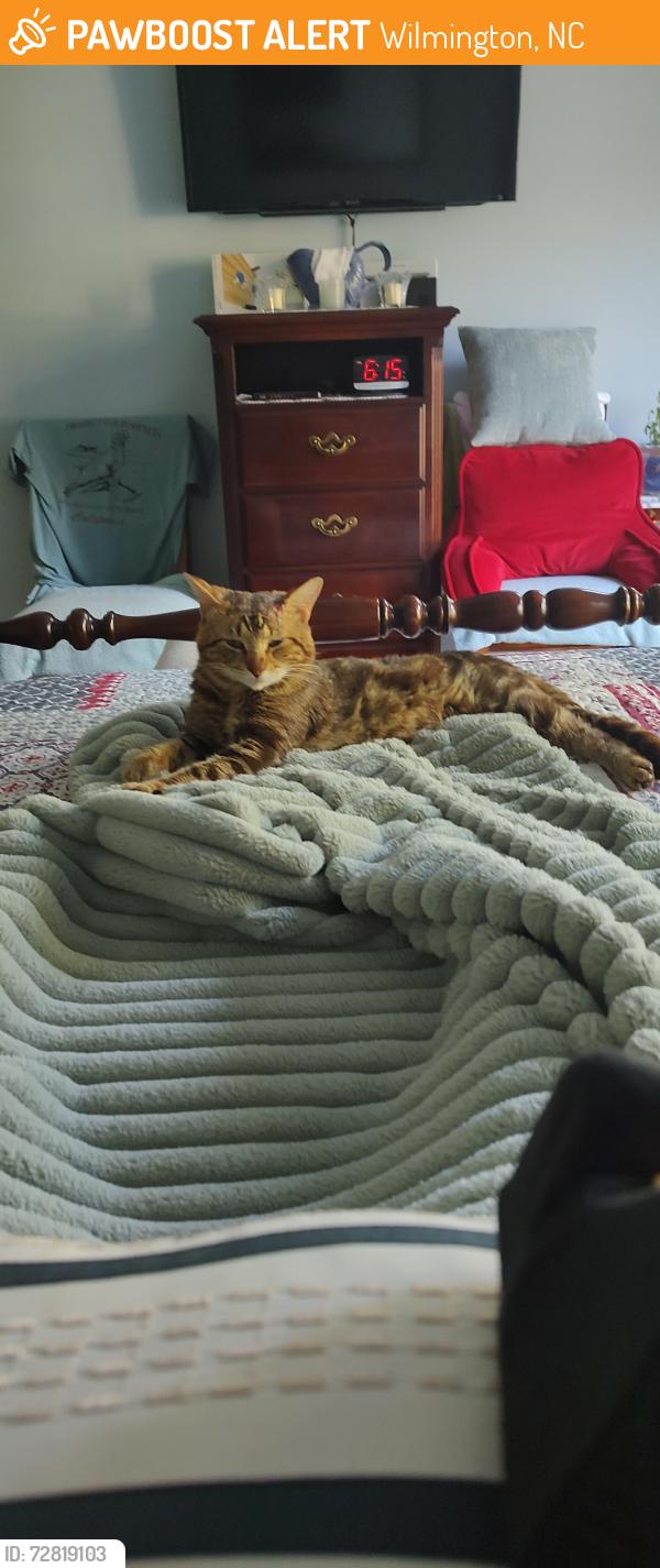 Found/Stray Male Cat last seen Kings Grant, Wilmington, NC 28405
