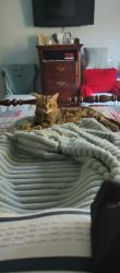 Found/Stray Male Cat last seen Kings Grant, Wilmington, NC 28405