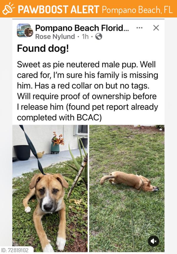 Found/Stray Male Dog last seen Unknown somewhere in Pompano Beach , Pompano Beach, FL 33060