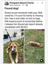 Found/Stray Male Dog last seen Unknown somewhere in Pompano Beach , Pompano Beach, FL 33060