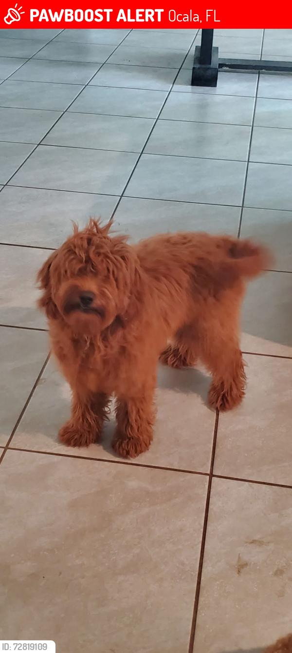 Lost Female Dog last seen Cross the street, Ocala, FL 34473