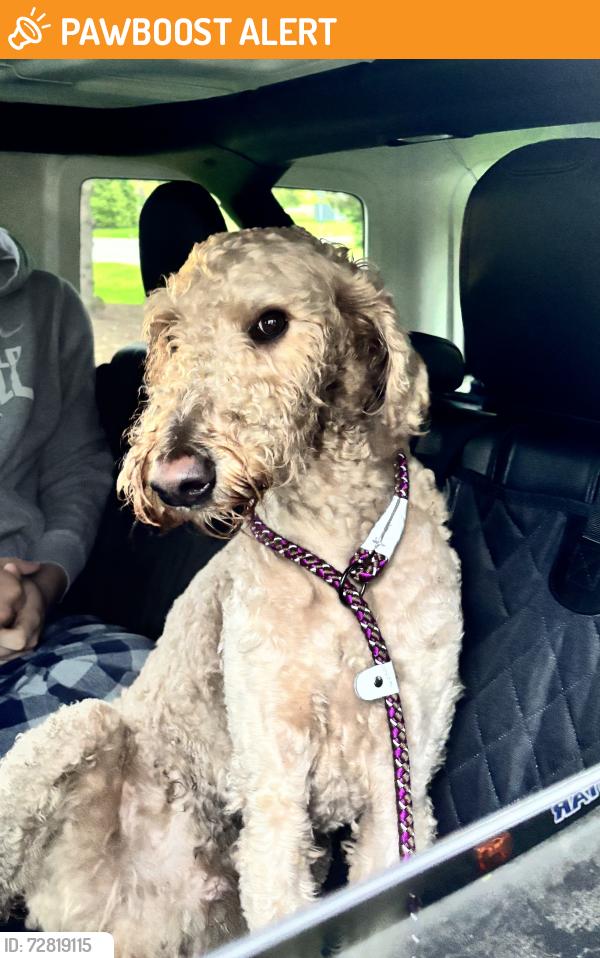 Found/Stray Male Dog last seen Pine Lake Road & Middlebelt Road, West Bloomfield Township, MI 48324