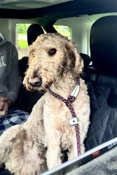 Found/Stray Male Dog last seen Pine Lake Road & Middlebelt Road, West Bloomfield Township, MI 48324
