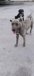 Found/Stray Male Dog last seen Commerce, Hackberry , San Antonio, TX 78203