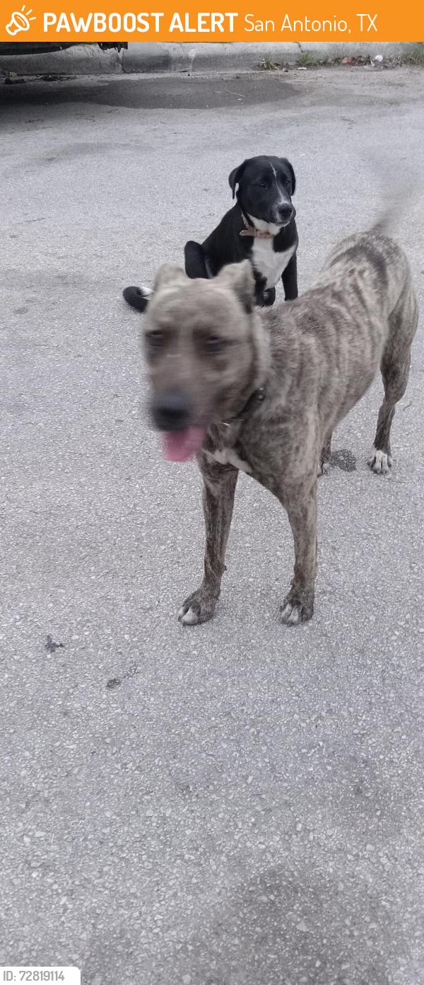 Found/Stray Male Dog last seen Commerce, Hackberry , San Antonio, TX 78203