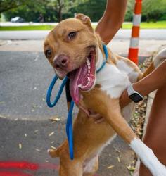 Shelter Stray Female Dog last seen CHARLOTTE, Charlotte, NC 28217