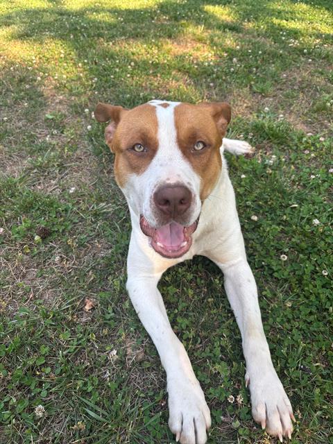Shelter Stray Male Dog last seen CHARLOTTE, Charlotte, NC 28217