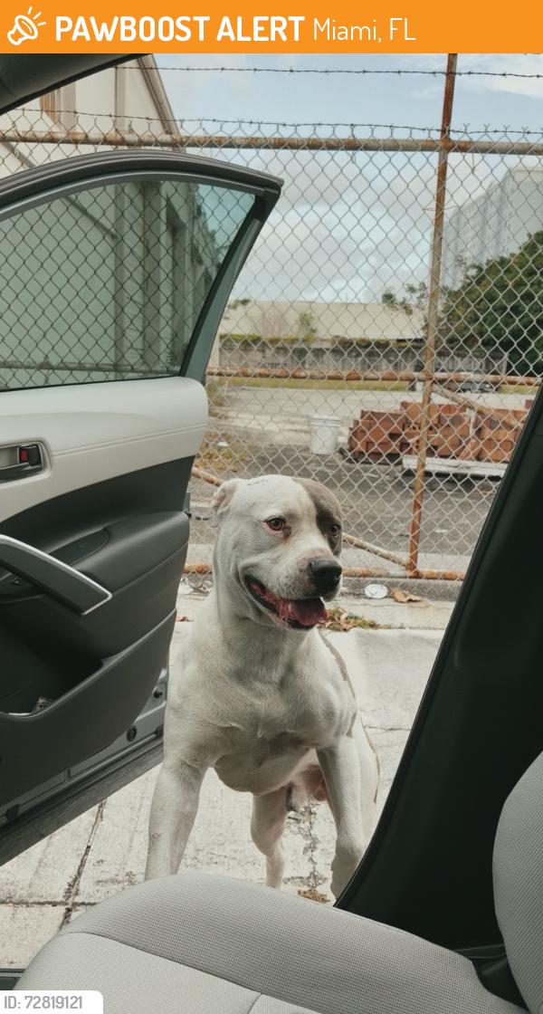 Found/Stray Male Dog last seen Allapattah, Miami Zona de NW 21st St y NW 14th Ave, Miami, FL 33142