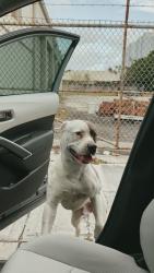 Found/Stray Male Dog last seen Allapattah, Miami Zona de NW 21st St y NW 14th Ave, Miami, FL 33142