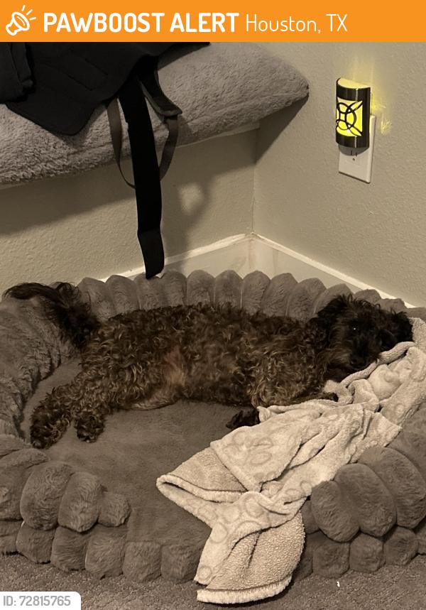 Found/Stray Female Dog last seen West Hardy going towards Sam Houston Pkwy, Houston, TX 77073