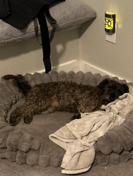 Found/Stray Female Dog last seen West Hardy going towards Sam Houston Pkwy, Houston, TX 77073