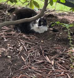 Found/Stray Unknown Cat last seen Castle shannon blvd, Mount Lebanon Township, PA 15228