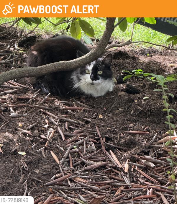 Found/Stray Unknown Cat last seen Castle shannon blvd, Mount Lebanon Township, PA 15228