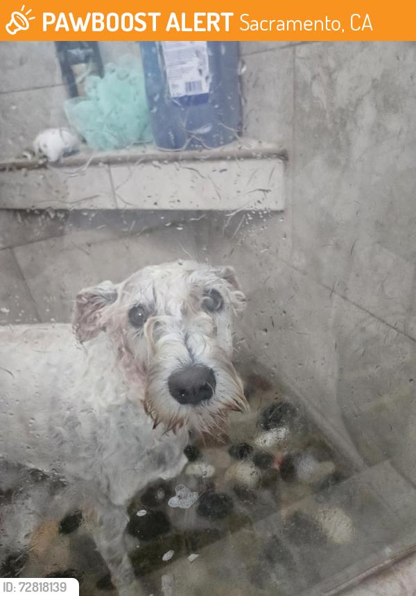 Found/Stray Female Dog last seen Stevenson Ave , Sacramento, CA 95828