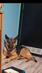 Lost Male Dog last seen 3546N 6th Street 55412 Minneapolis MN, Minneapolis, MN 55412