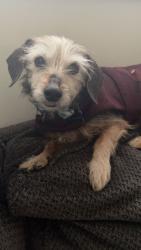 Lost Male Dog last seen Wilson Ave and Logan St, Leavenworth, KS 66048