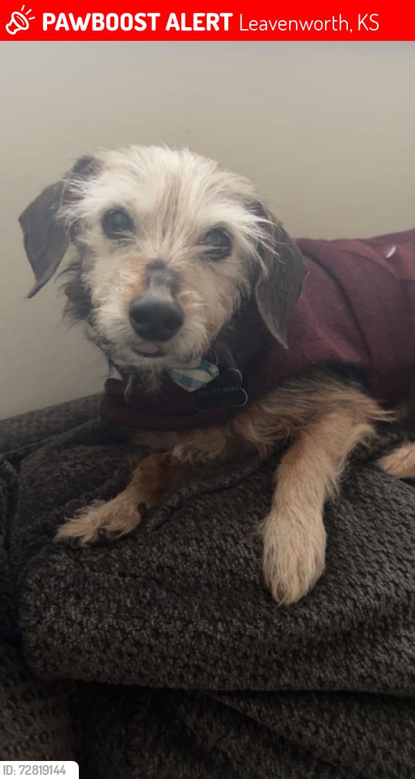 Lost Male Dog last seen Wilson Ave and Logan St, Leavenworth, KS 66048