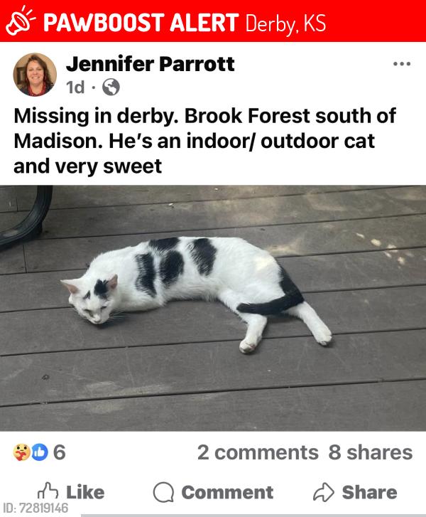 Lost Male Cat last seen Madison , Derby, KS 67037