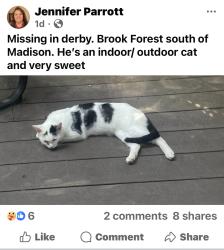 Lost Male Cat last seen Madison , Derby, KS 67037