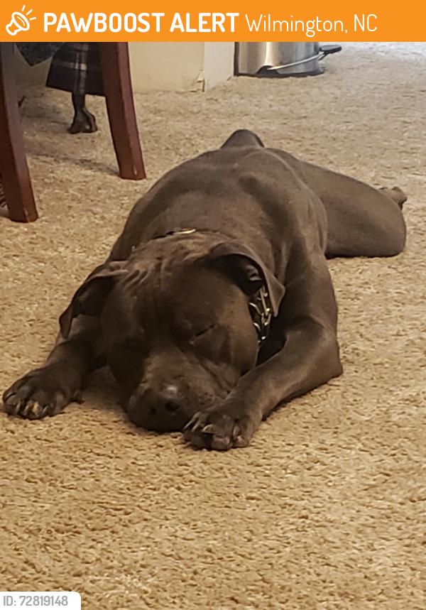 Found/Stray Male Dog last seen St. Andrews Dr/Tynemouth Drive , Wilmington, NC 28412
