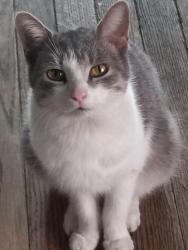 Lost Female Cat last seen Harrison Ave turning right to Highland st, Hammond, IN 46320