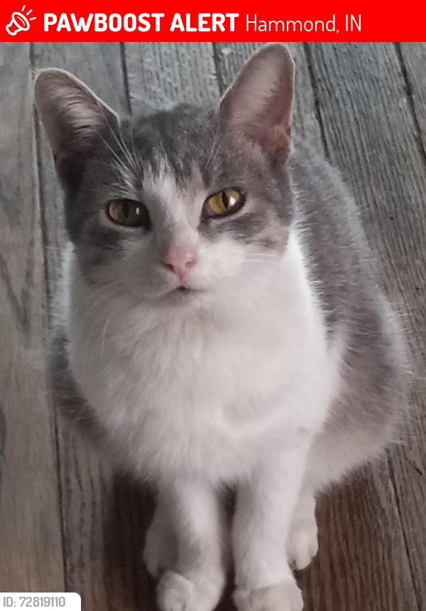 Lost Female Cat last seen Harrison Ave turning right to Highland st, Hammond, IN 46320