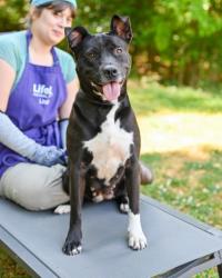 Shelter Stray Female Dog last seen Near Gloucester Way Tucker, 30084, 30084, GA, Atlanta, GA 30341