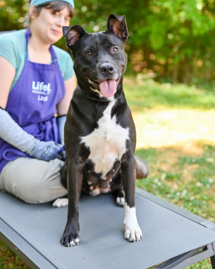 Shelter Stray Female Dog last seen Near Gloucester Way Tucker, 30084, 30084, GA, Atlanta, GA 30341