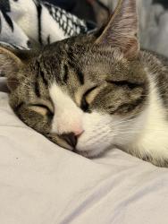 Lost Male Cat last seen Fairview rd and White lane, Henry County, GA 30281