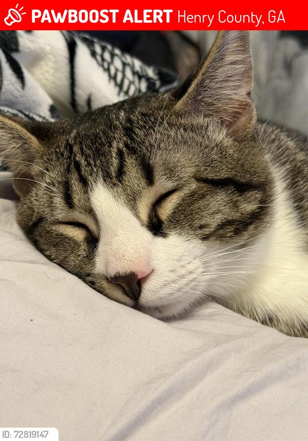 Lost Male Cat last seen Fairview rd and White lane, Henry County, GA 30281