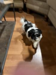 Found/Stray Male Dog last seen Anetta, brookdale, somewhere off Thomason DR, Midland, TX 79703