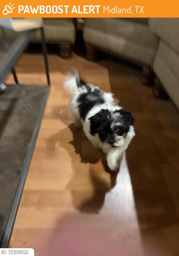 Found/Stray Male Dog last seen Anetta, brookdale, somewhere off Thomason DR, Midland, TX 79703