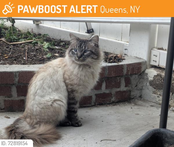 Found/Stray Unknown Cat last seen 94th St and 97th Ave, Queens, NY 11417