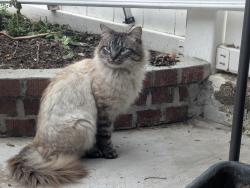 Found/Stray Unknown Cat last seen 94th St and 97th Ave, Queens, NY 11417