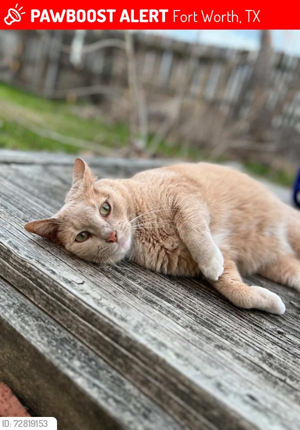 Lost Female Cat last seen West Point Blvd near Fine Arts Academy, Fort Worth, TX 76108
