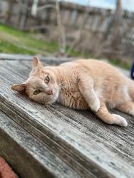 Lost Female Cat last seen West Point Blvd near Fine Arts Academy, Fort Worth, TX 76108