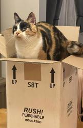 Reunited Female Cat last seen Kellogg road, Swanton, VT 05488