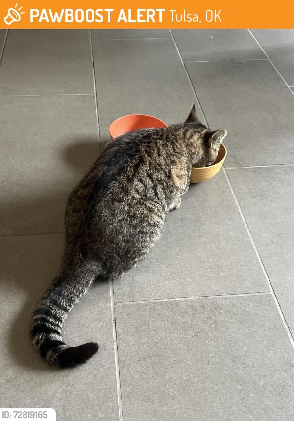 Found/Stray Unknown Cat last seen 15th & Harvard, Tulsa, OK 74119