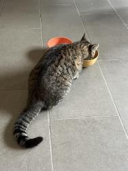 Found/Stray Unknown Cat last seen 15th & Harvard, Tulsa, OK 74119