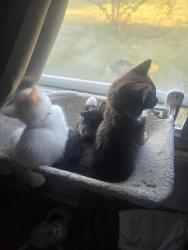 Lost Male Cat last seen Creekside campground , Edinburg, VA 22824